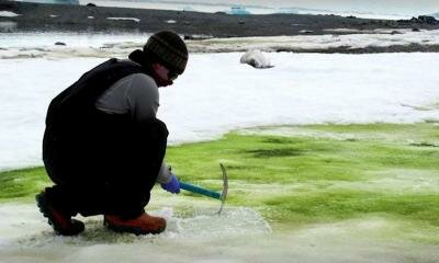 Climate change turning Antarctica‍‍`s snow green