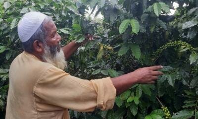 Coffee farming comes to Rangpur