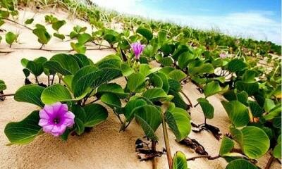 Morning glory returns to Cox’s Bazar beach